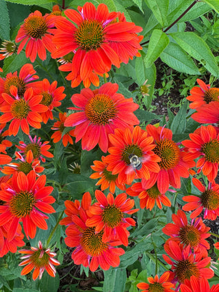 RED LOBSTER SWEATER LULU-B