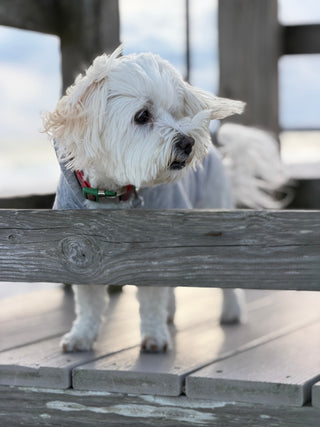 Multi Pastel Stripe Knit Pom Beanie Cathys Place