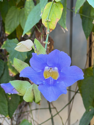 Women's Embroidered Placket Stripe Blouse Cathys Place